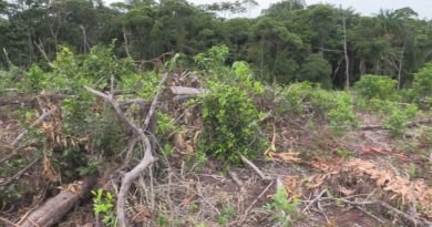 Deforestacion en putumayo-finca del cabildo de corinto