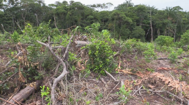 Deforestacion en putumayo-finca del cabildo de corinto